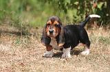 BASSET HOUND 161